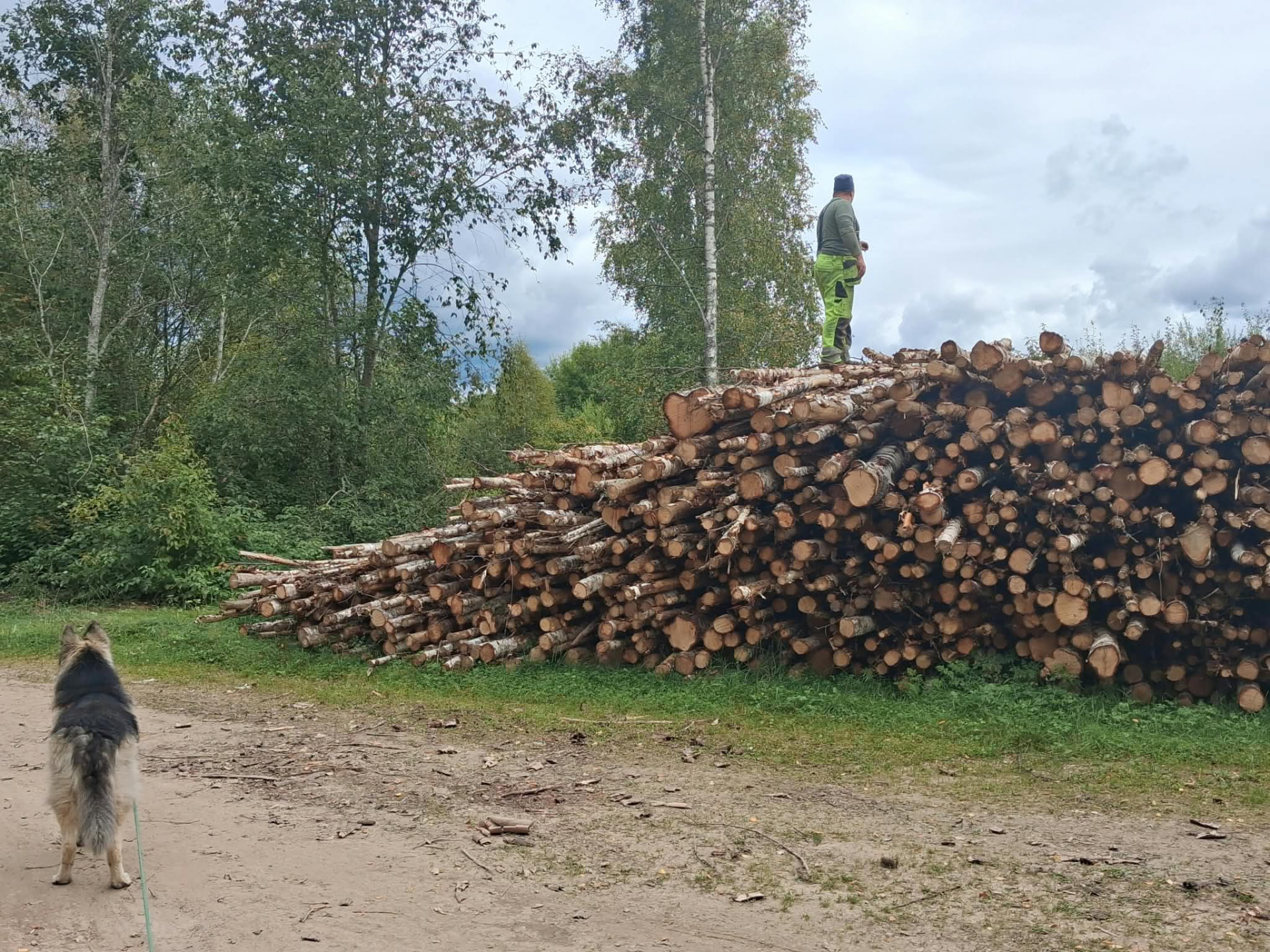 Stort magasinet av björkstockar i skogen i Norra Ny
